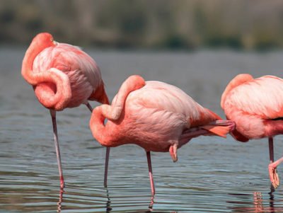 Galapagos tour 3 days