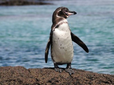 Galapagos Island tours packages