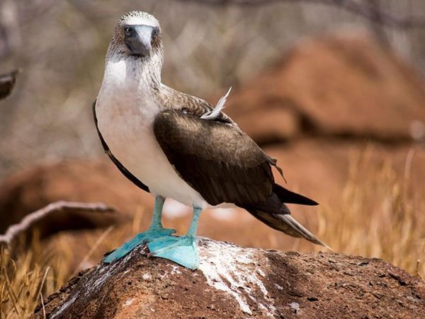 North-SeymourIsland-&-Bachas-Beach Galapagos Tours
