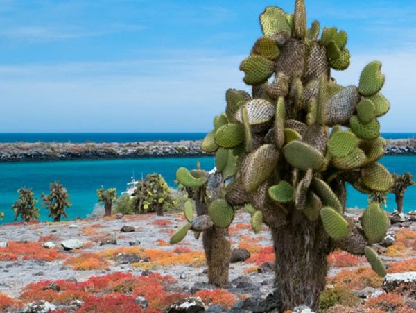 Santa-Fe-Island Galapagos Tours