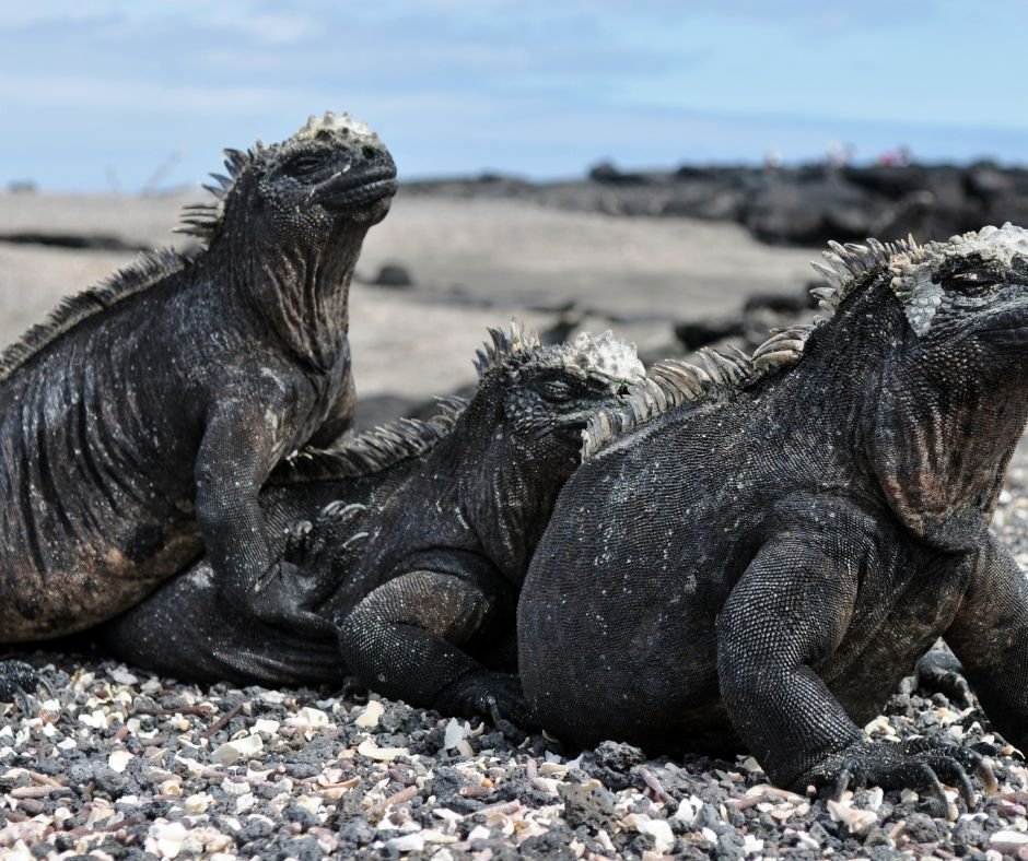 Ecuador Galapagos Vacations Packages