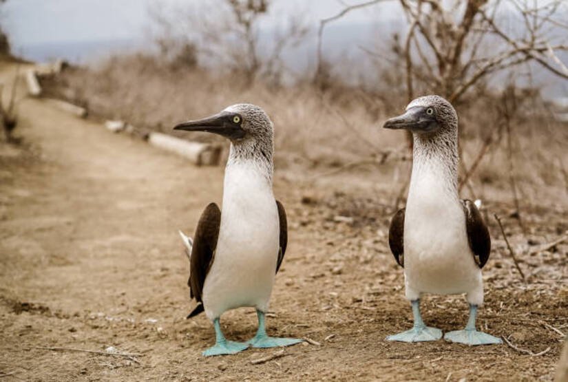 galapagos-6-day-tour galapagos 6 day tour