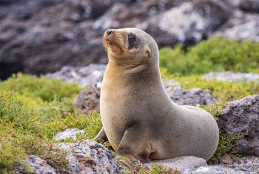 galapagos-6-days-tour galapagos 6 days tour