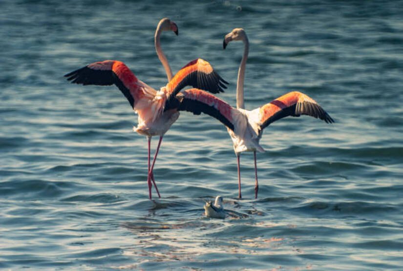galapagos-7-days-itinerary galapagos 7 days itinerary