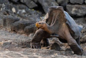 galapagos 8 days tour