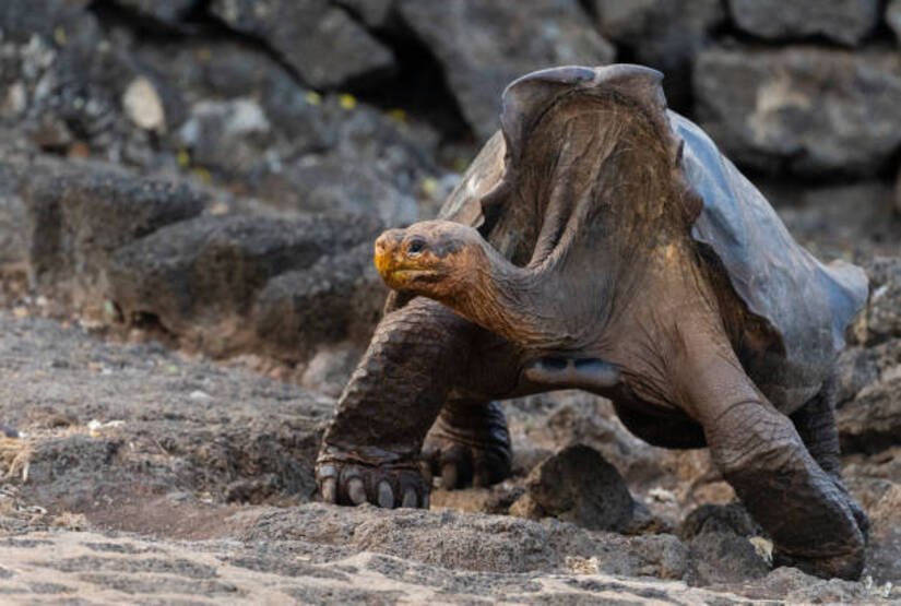 galapagos-8-days-tour galapagos 8 days tour