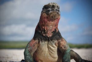 galapagos best 8 days tour