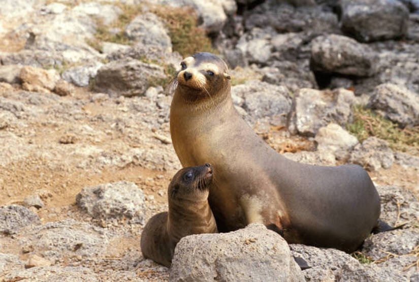 galapagos-island-5-days-itinerary galapagos island 5 days itinerary