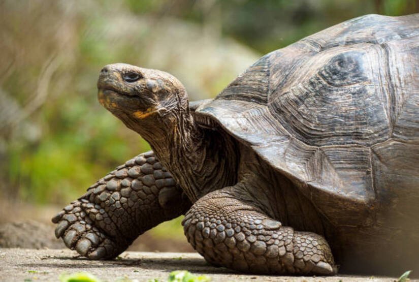 galapagos-island-5-days-tour galapagos island 5 days tour