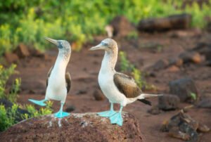 galapagos island hopping tour