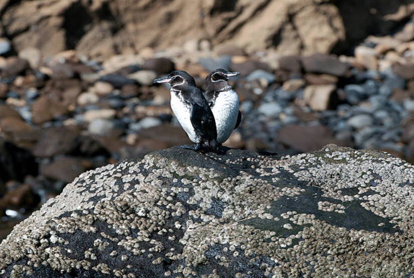 galapagos-island-land-tour-packages galapagos island land tour packages
