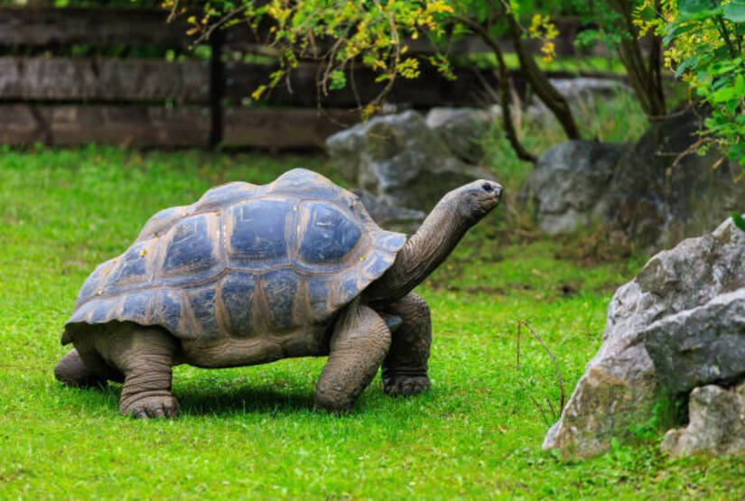 galapagos island land tour packages