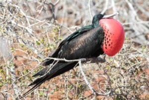 galapagos island trip itinerary
