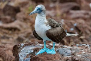 galapagos island trip itinerary