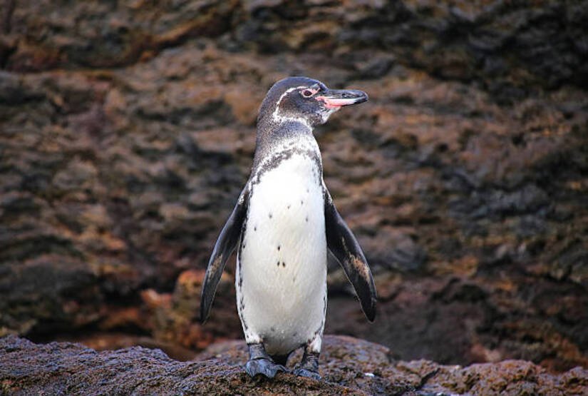 galapagos island vacations packages