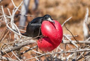 galapagos islands 8 days tour