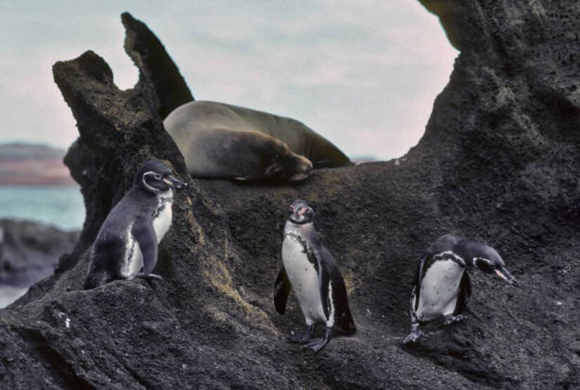 galapagos-islands-best-tour galapagos islands best tour