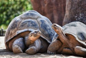 galapagos land based tour