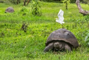 galapagos land based tour