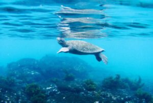 galapagos low cost