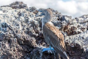 galapagos windrose land based tour