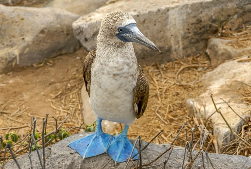 Galapagos best 6 days tours
