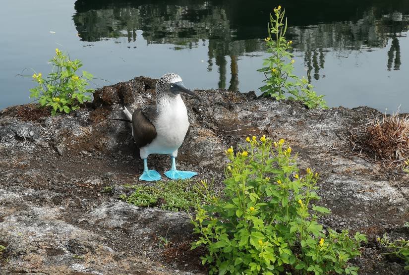 9-days-Galapagos-Island-Trip-Package 9 days Galapagos Island Trip Package
