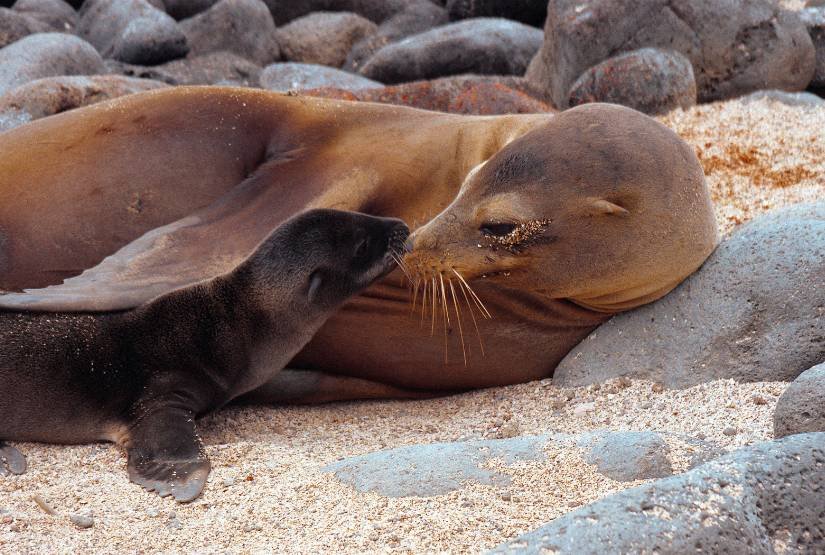 Galapagos 9 days Trip Package