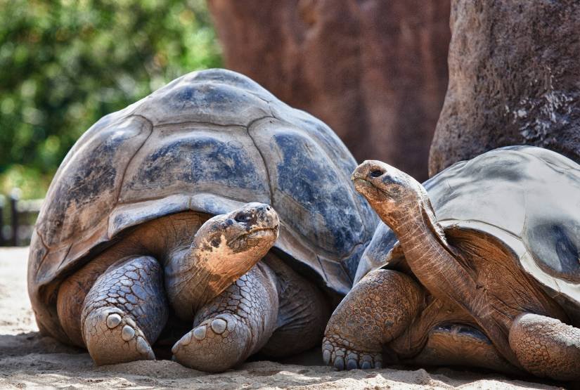 Galapagos Island Package Trip