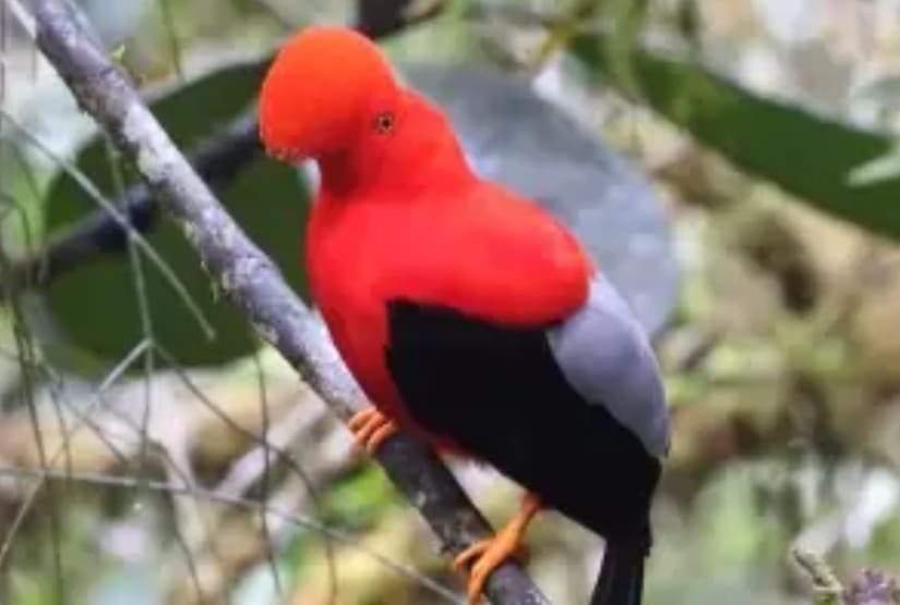 Galapagos and Quito birding tour Mindo