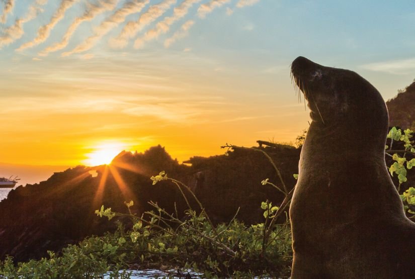 española island sunset tour sea lion (2)