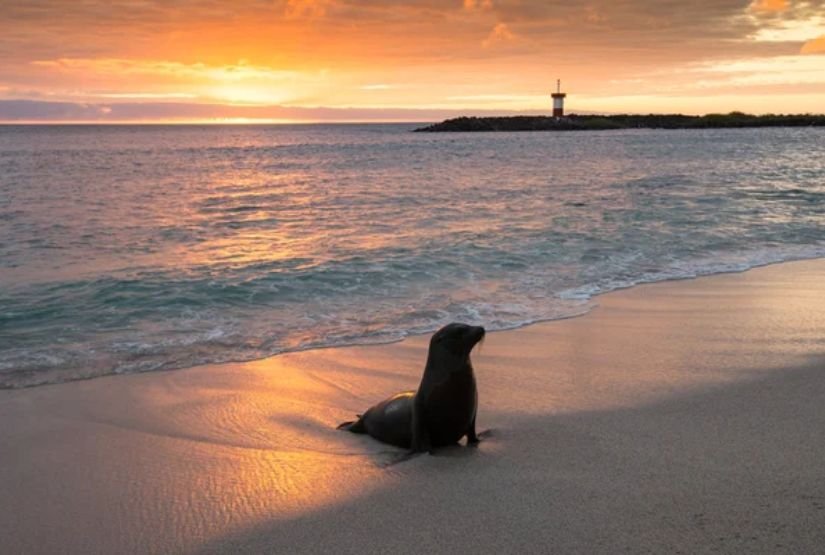española island sunset tour sea lion