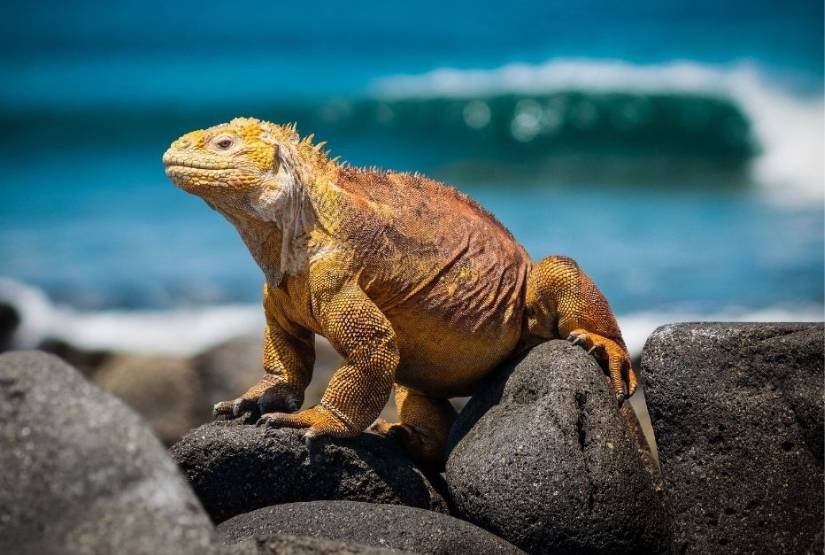 Galapagos 10 days Tour
