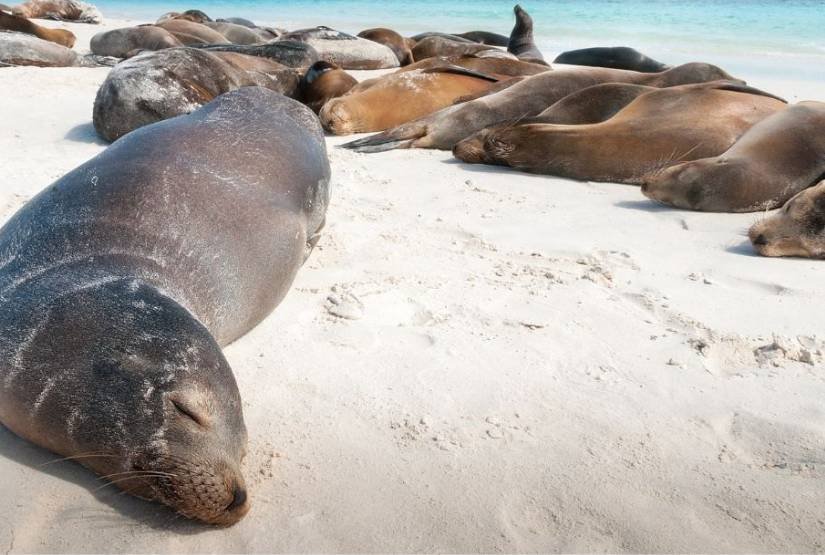 Galapagos 9 days Tour
