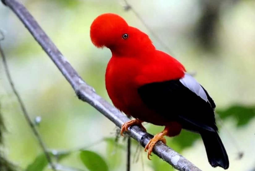 galapagos and mindo birding tour