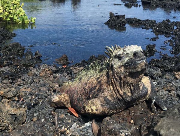 Galapagos Tours