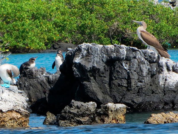 Galapagos Tours