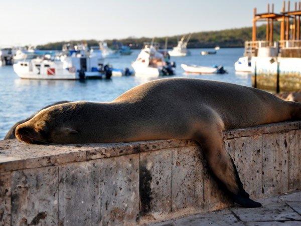 Galapagos Tours