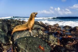 vacation galapagos islands