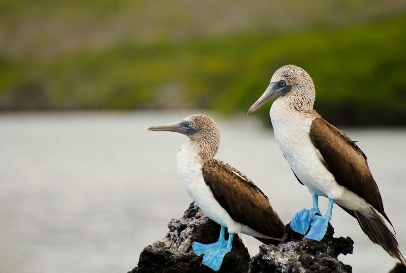 galapagos tour blue footed boobie