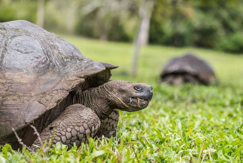 Unforgettable Galapagos Islands Tour Packages & Experiences