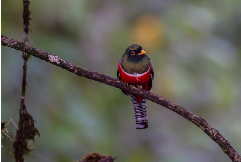 mashpi forest choco trongon bird
