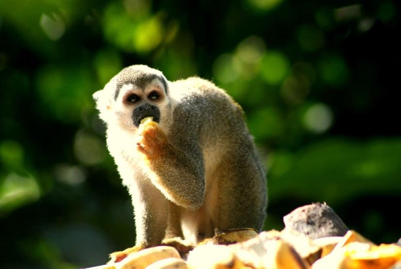 Gaia Amazon Lodge monkey