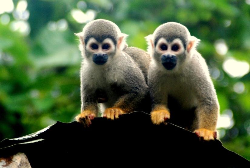 Gaia Amazon Lodge monkeys