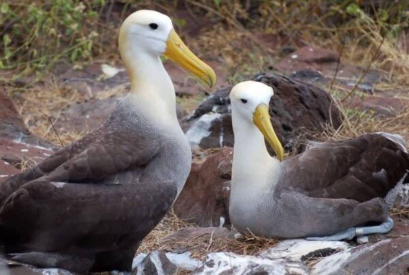 española island tour albatros