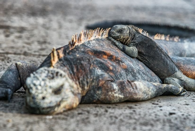 galapagos cruises 2025 travel