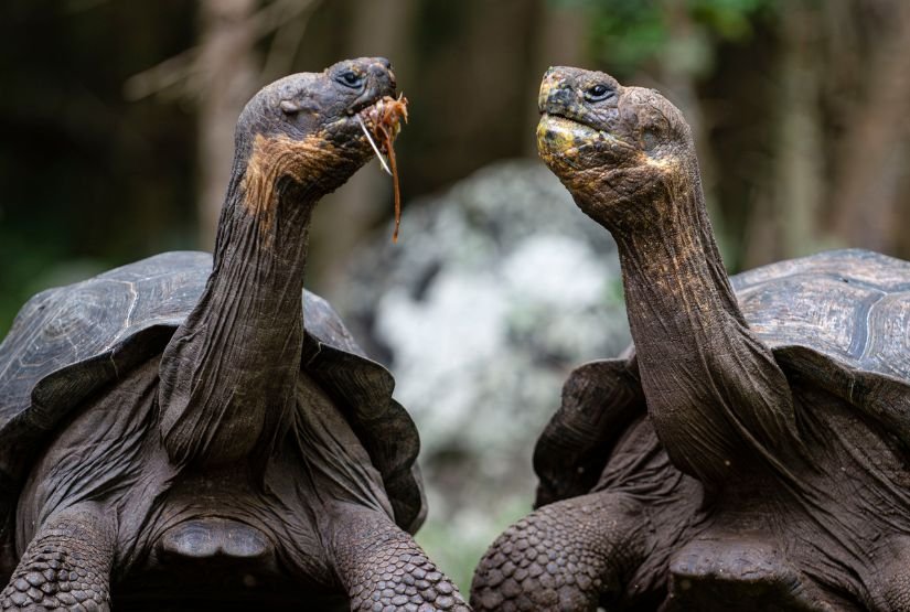 galapagos cruises 2025 trips