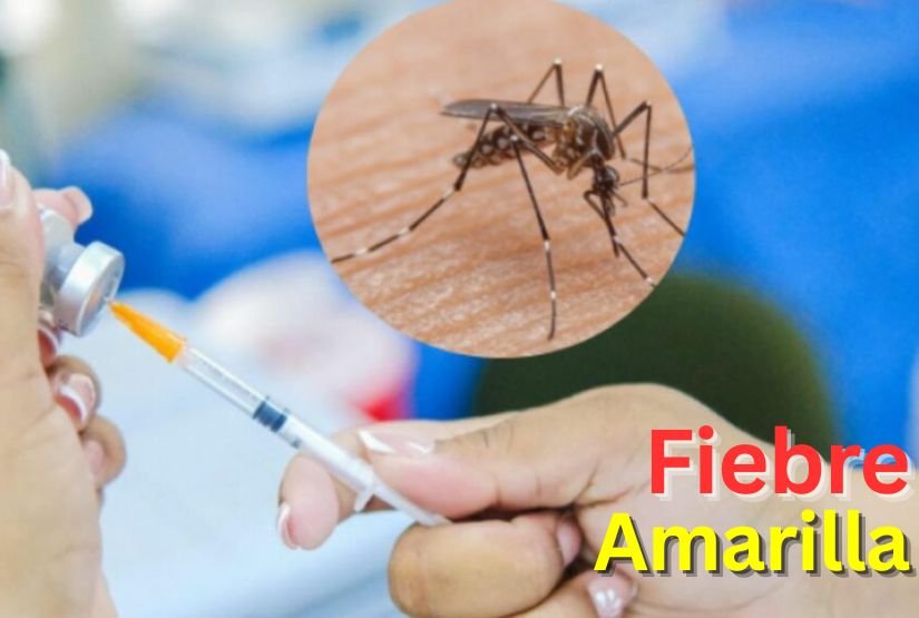 entendiendo la fiebre amarilla